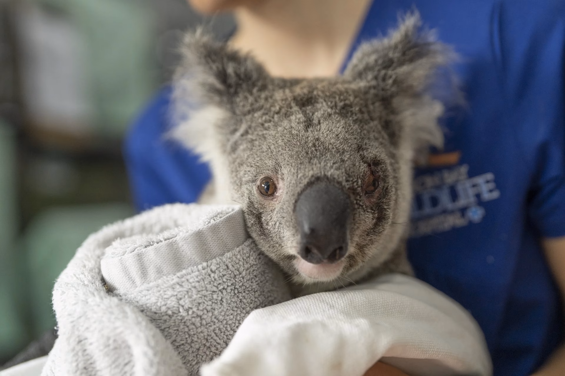 What services does Byron Bay wildlife hospital offer?