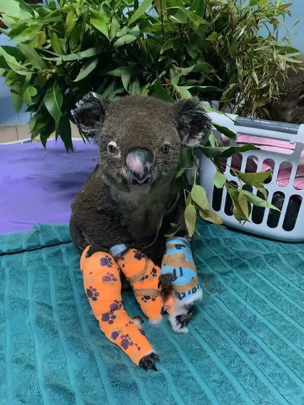 What will NSW koala hospitals do with $1 million?