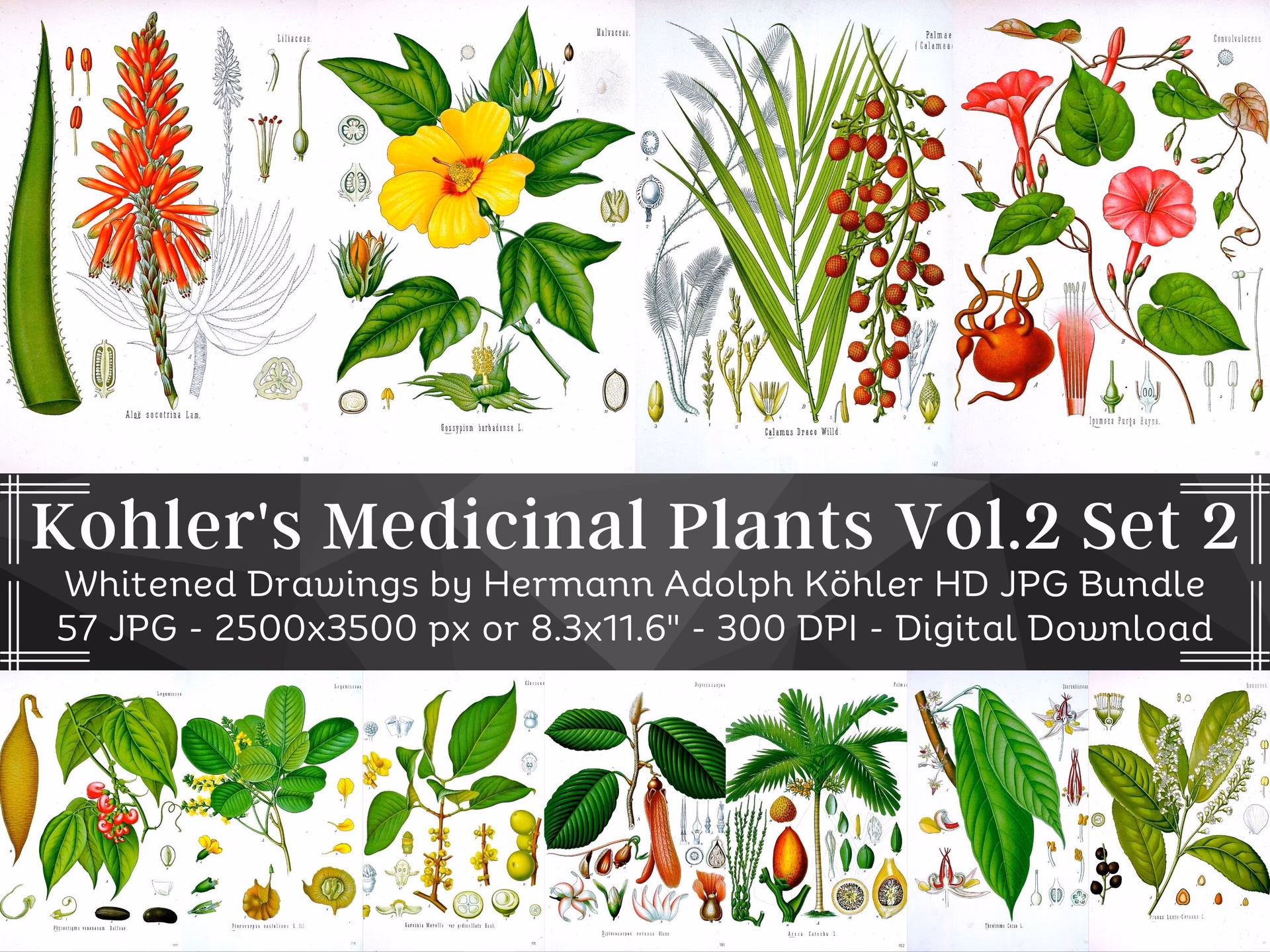 How many books are in Franz Eugen Köhler's medicinal plants?