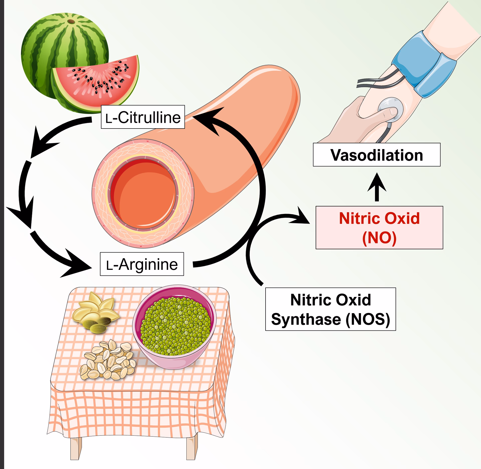 Does oral arginine supplementation increase L-arginine levels?