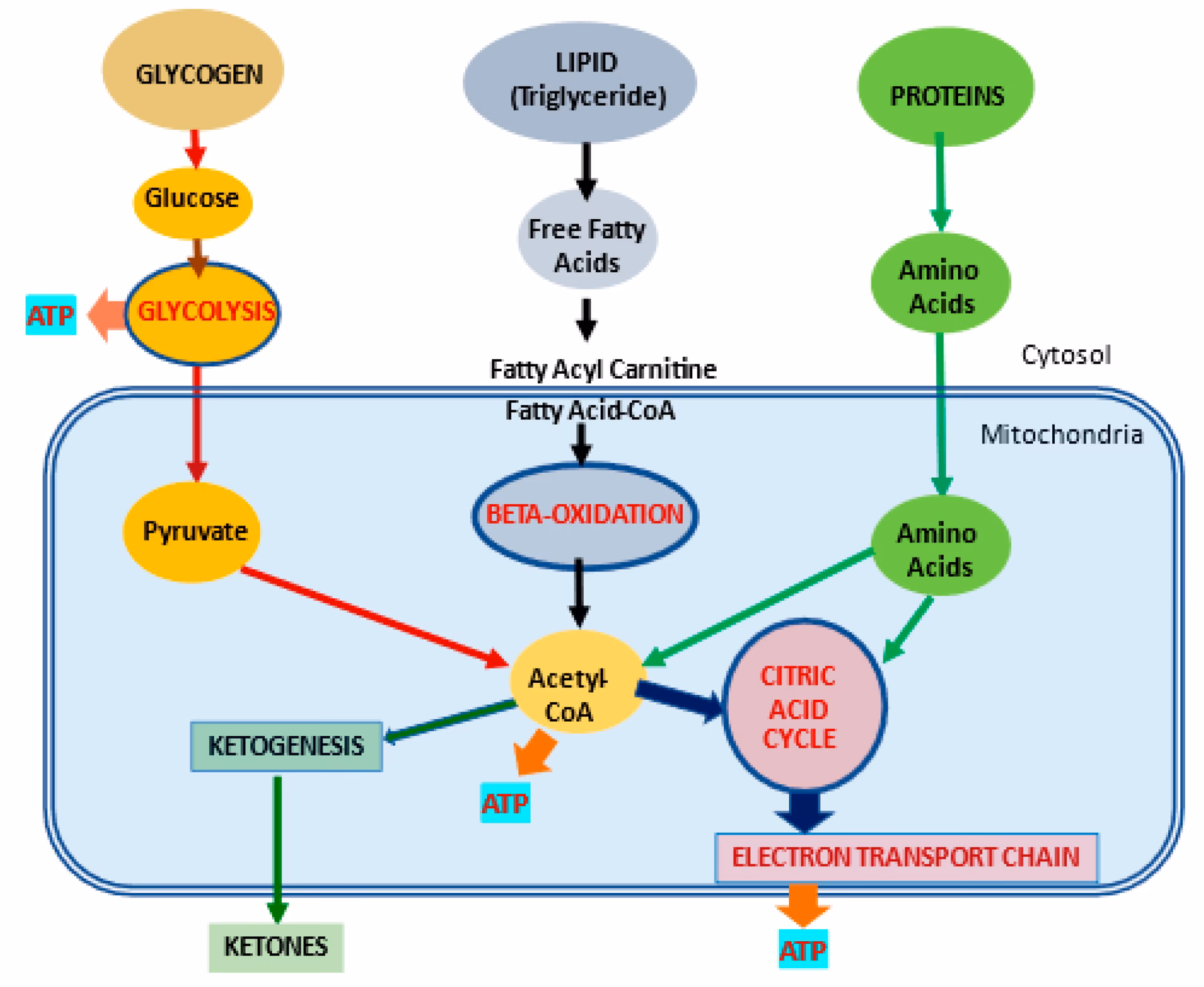 Does L-carnitine affect metabolic outcomes in patients with diabetes?