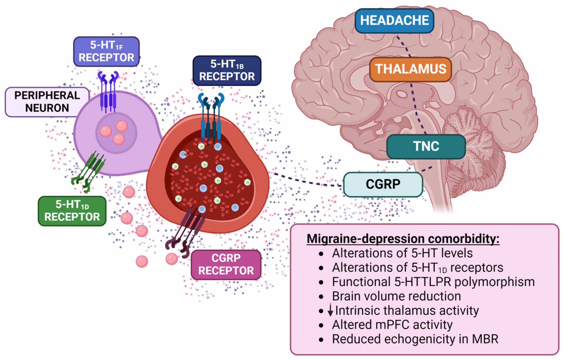 What are the side effects of glutamine?
