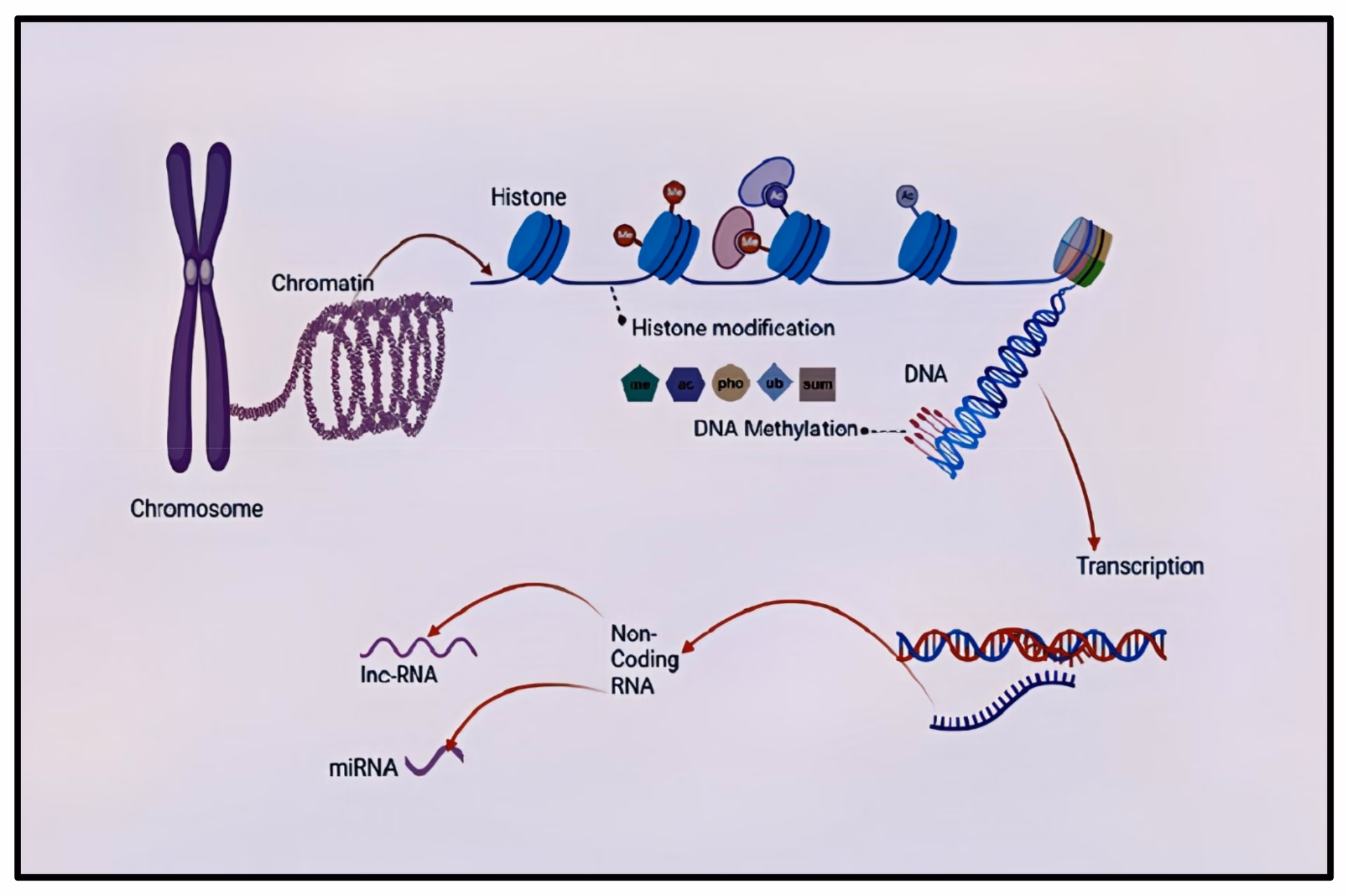 Is L-methionine treatment an animal model for schizophrenia?