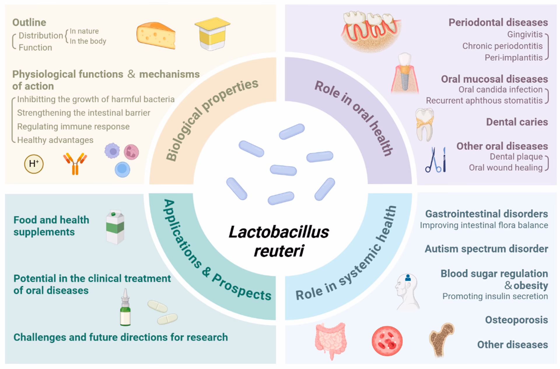 Does L reuteri reduce the risk of asthma?