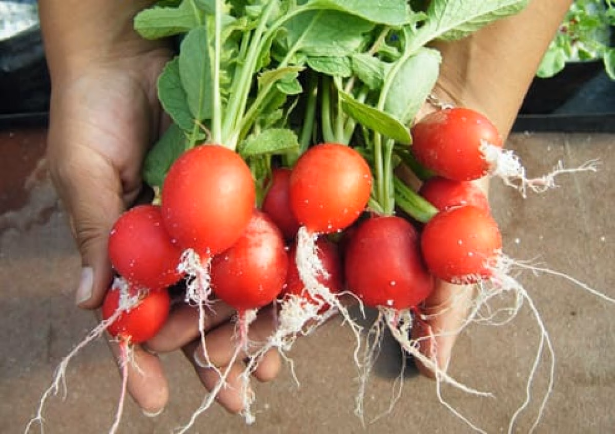 ¿Cuál es la composición de los rábanos?