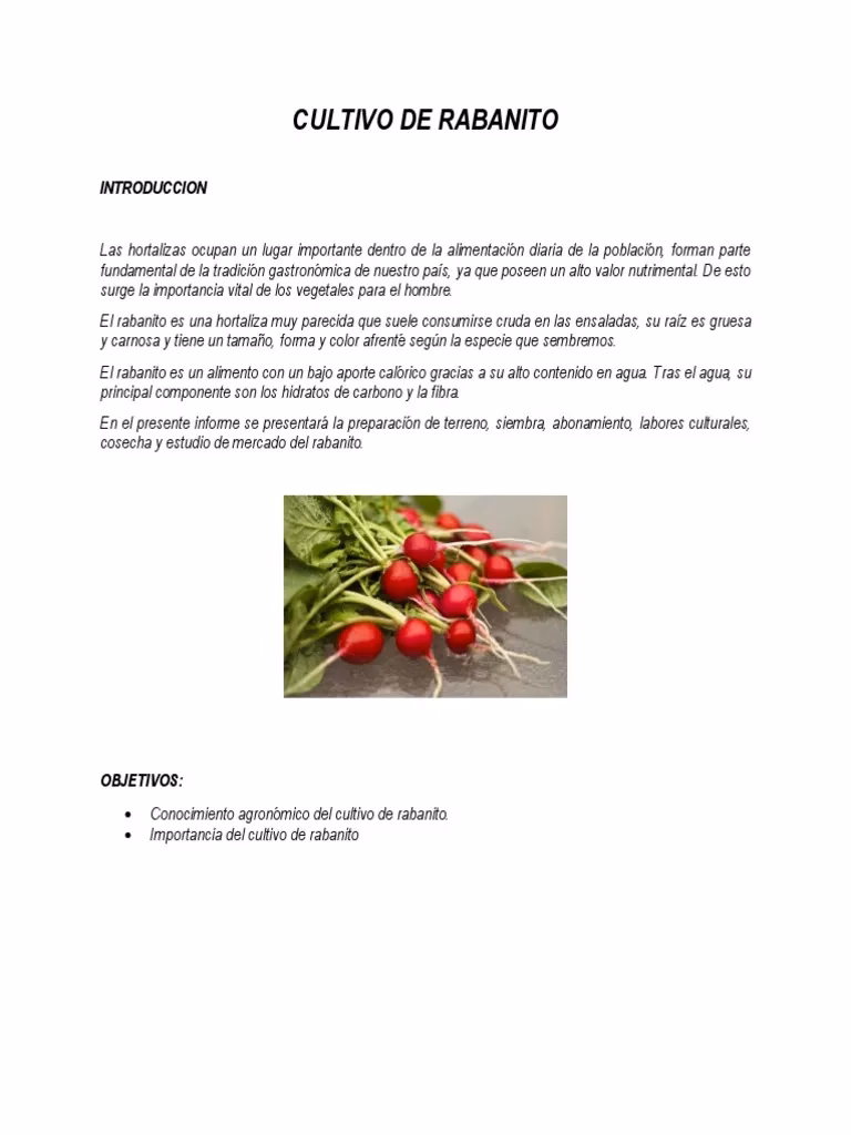 ¿Cómo se cultivan los rábanos?