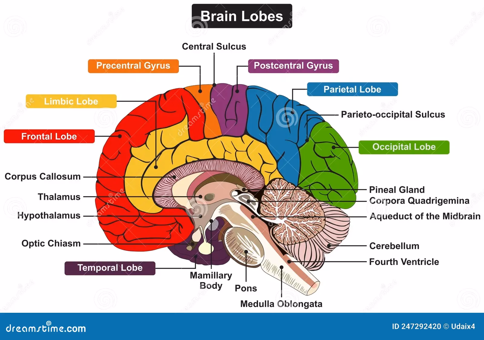 What is the central lobe of the brain called?