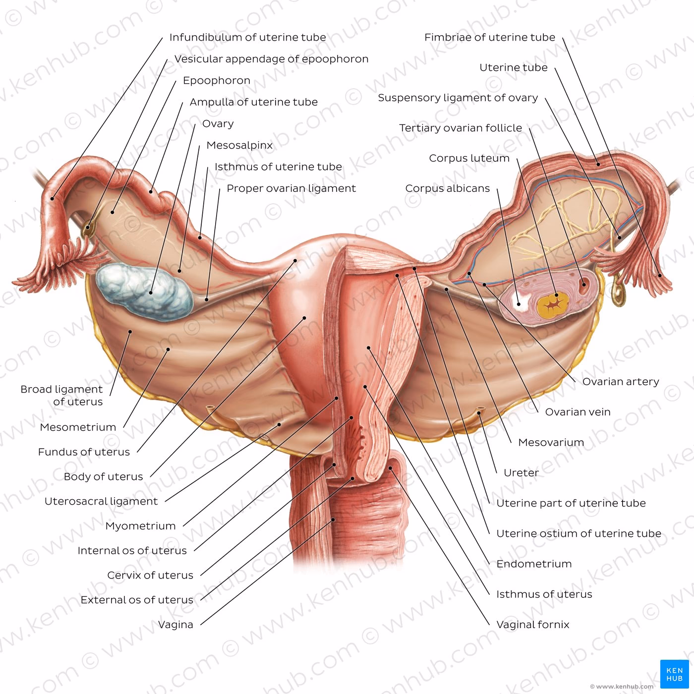 Which lobule is bounded by the cingulate sulcus?