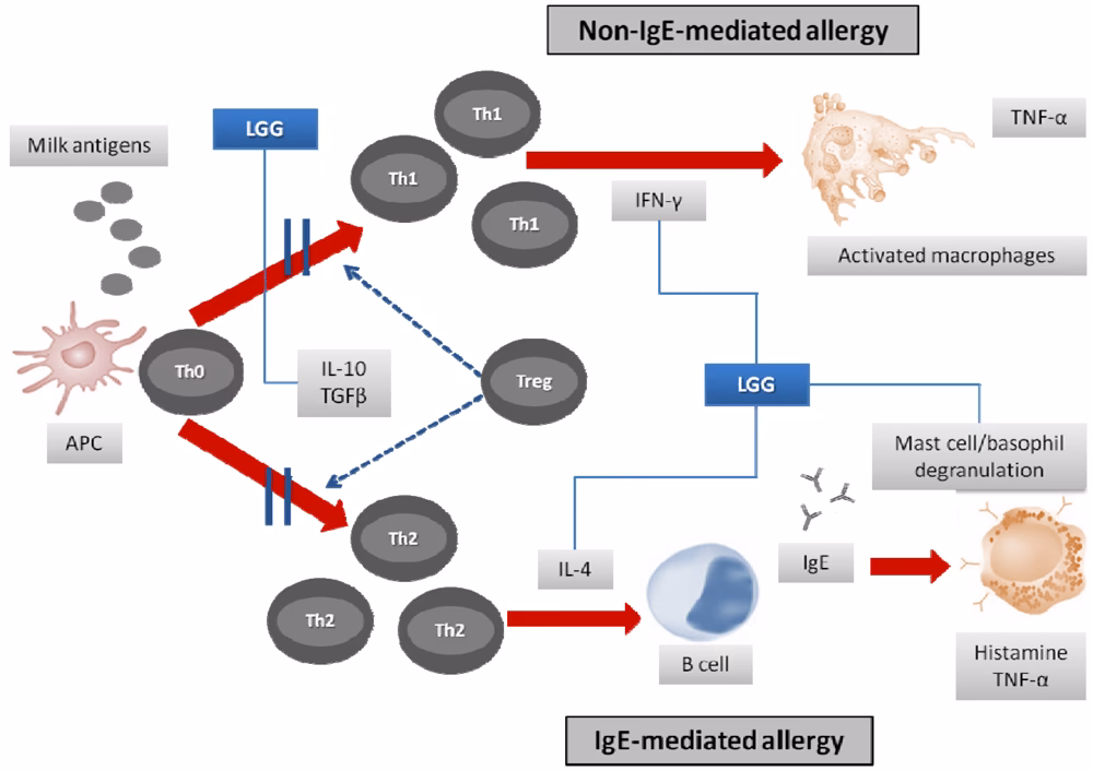 Does Lactobacillus rhamnosus GG-supplemented formula expand butyrate-producing bacterial strains?