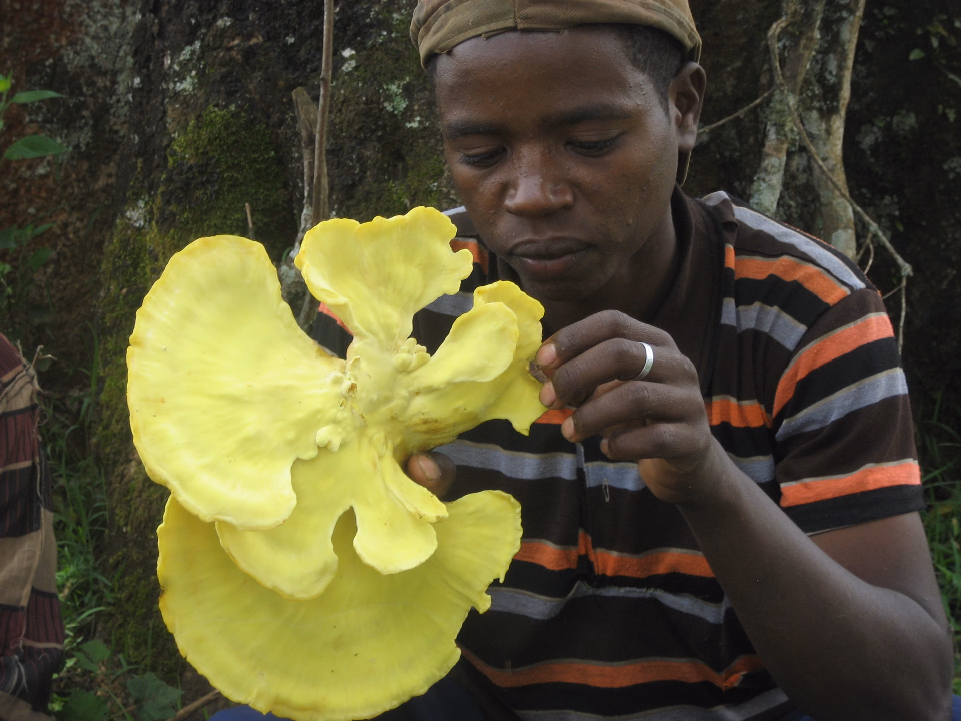 Why do we sort the chemicals of Laetiporus?