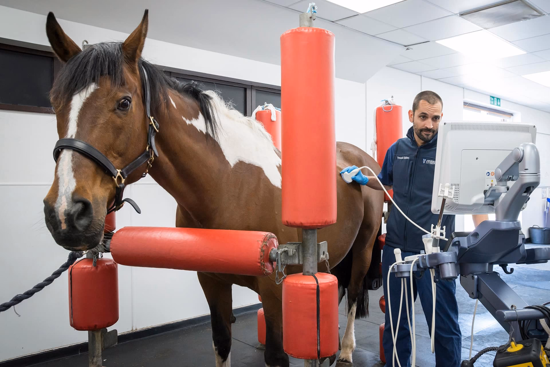 What types of referrals does the small animal teaching hospital accept?