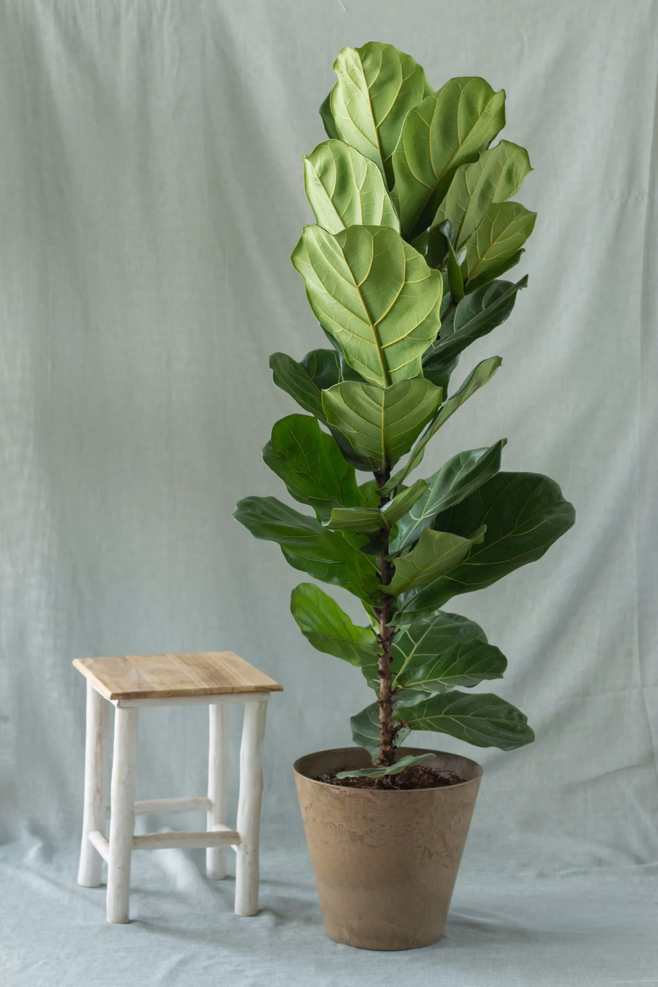 Can a fiddle leaf fig tree grow indoors?