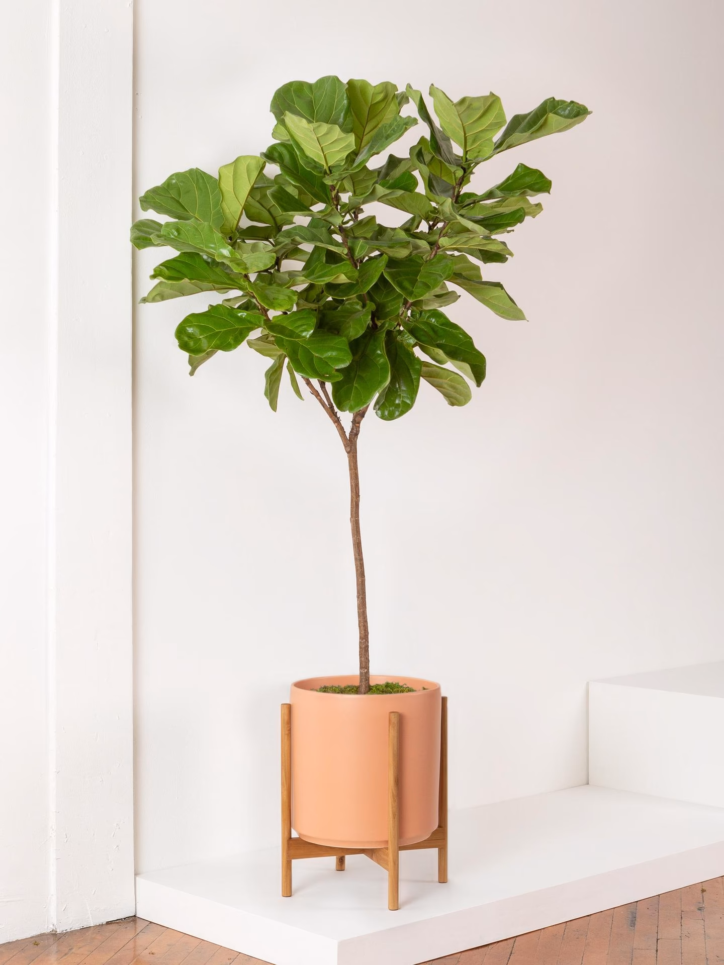 What is a fiddle leaf fig?