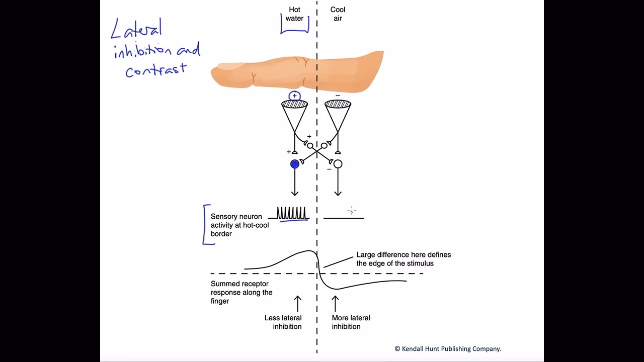 How does lateral inhibition affect the brain?