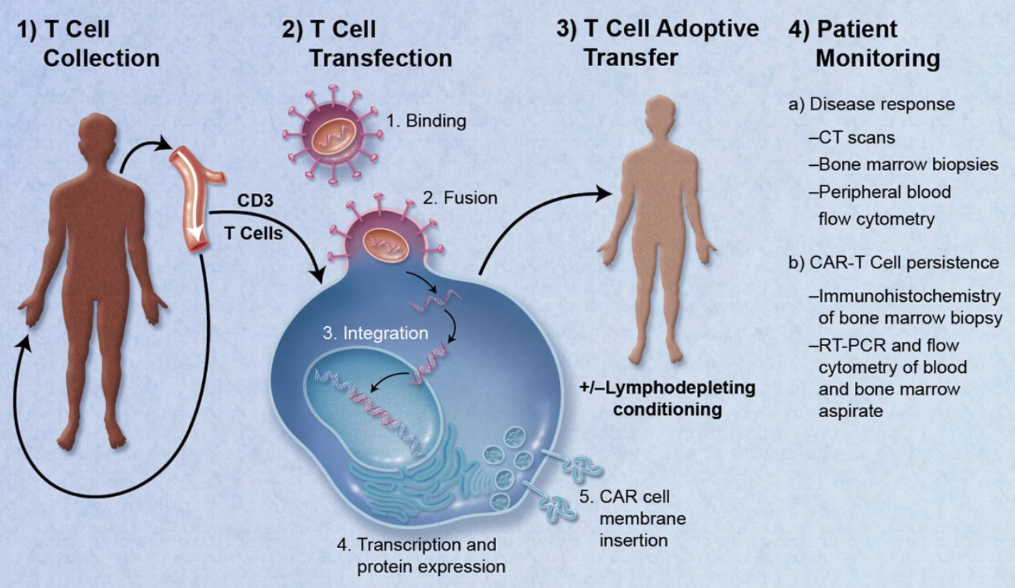 Can stem cell transplantation improve regenerative medicine?
