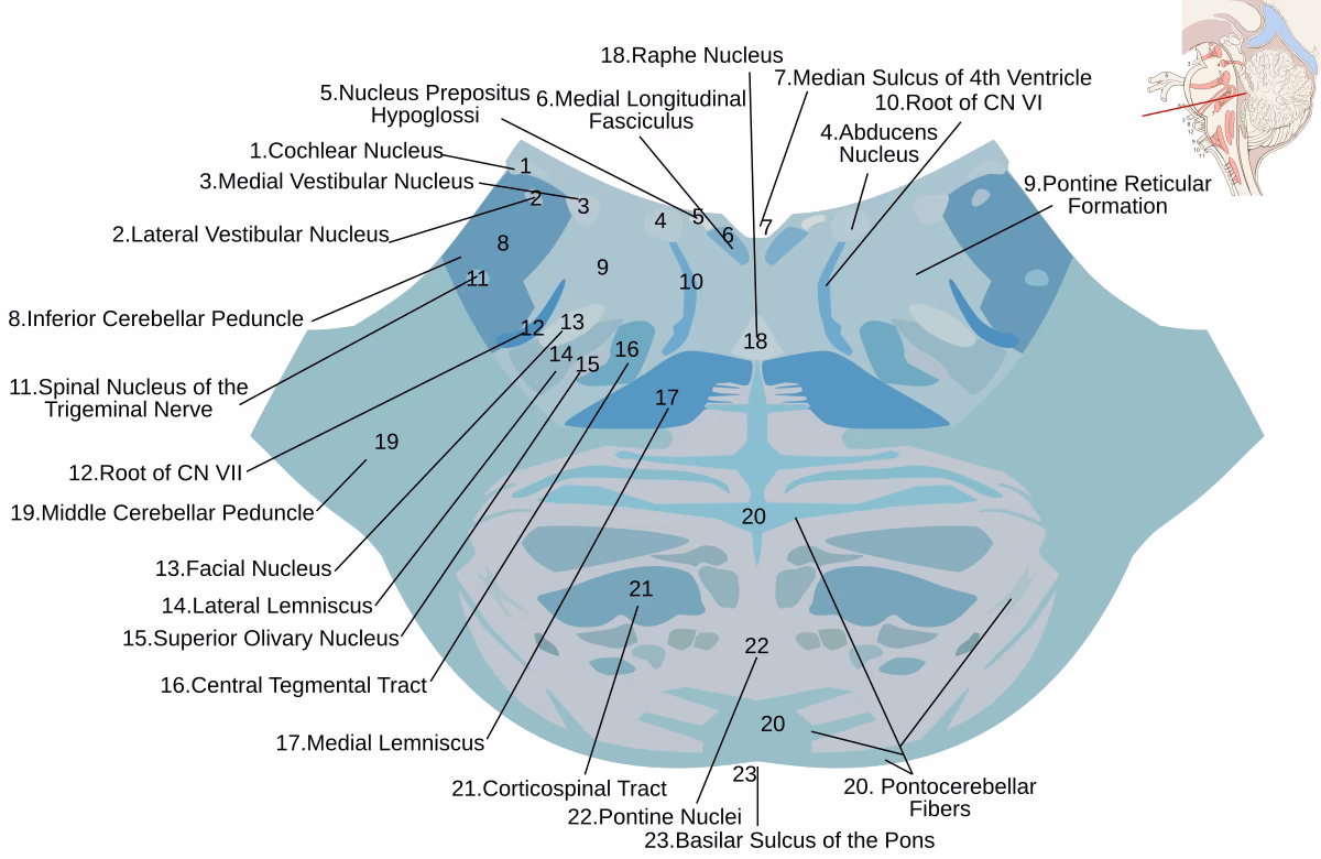 What is a lateral lemniscus?