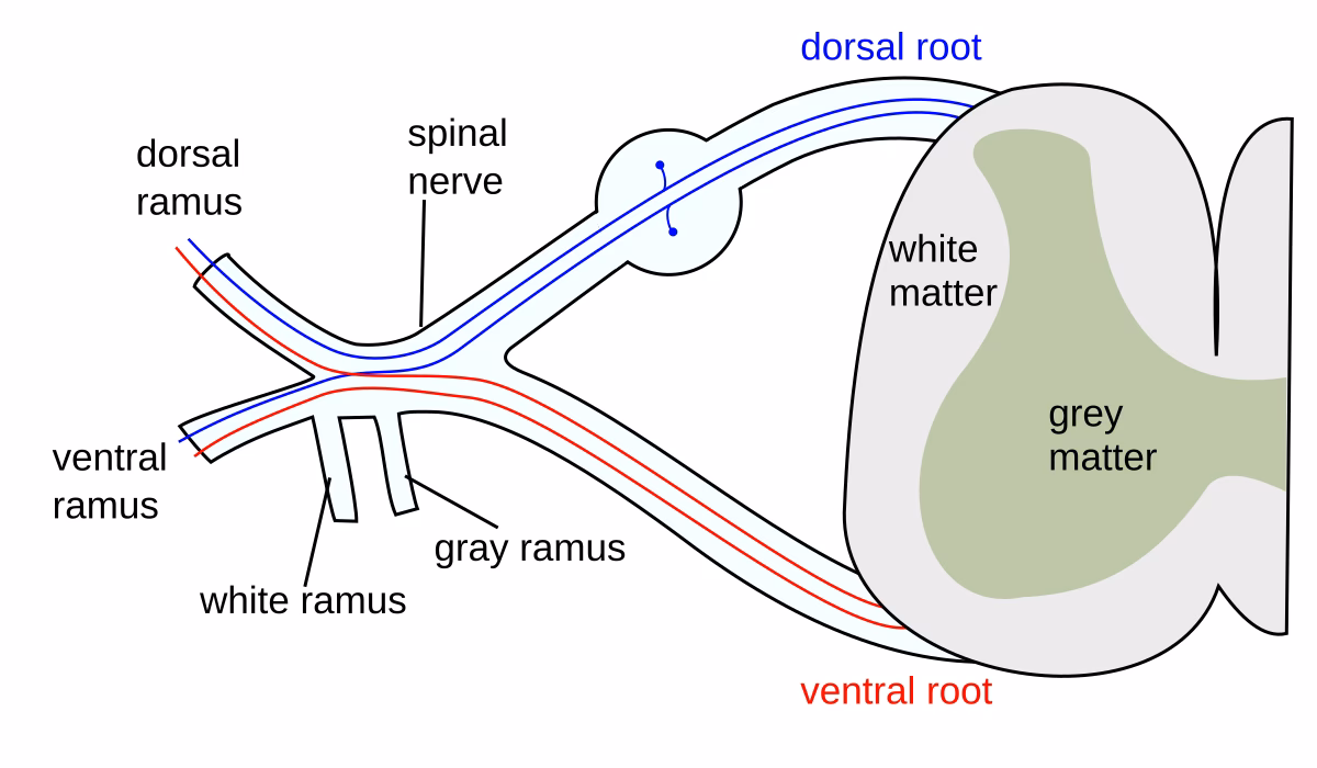 Where does the medial lemniscus end?