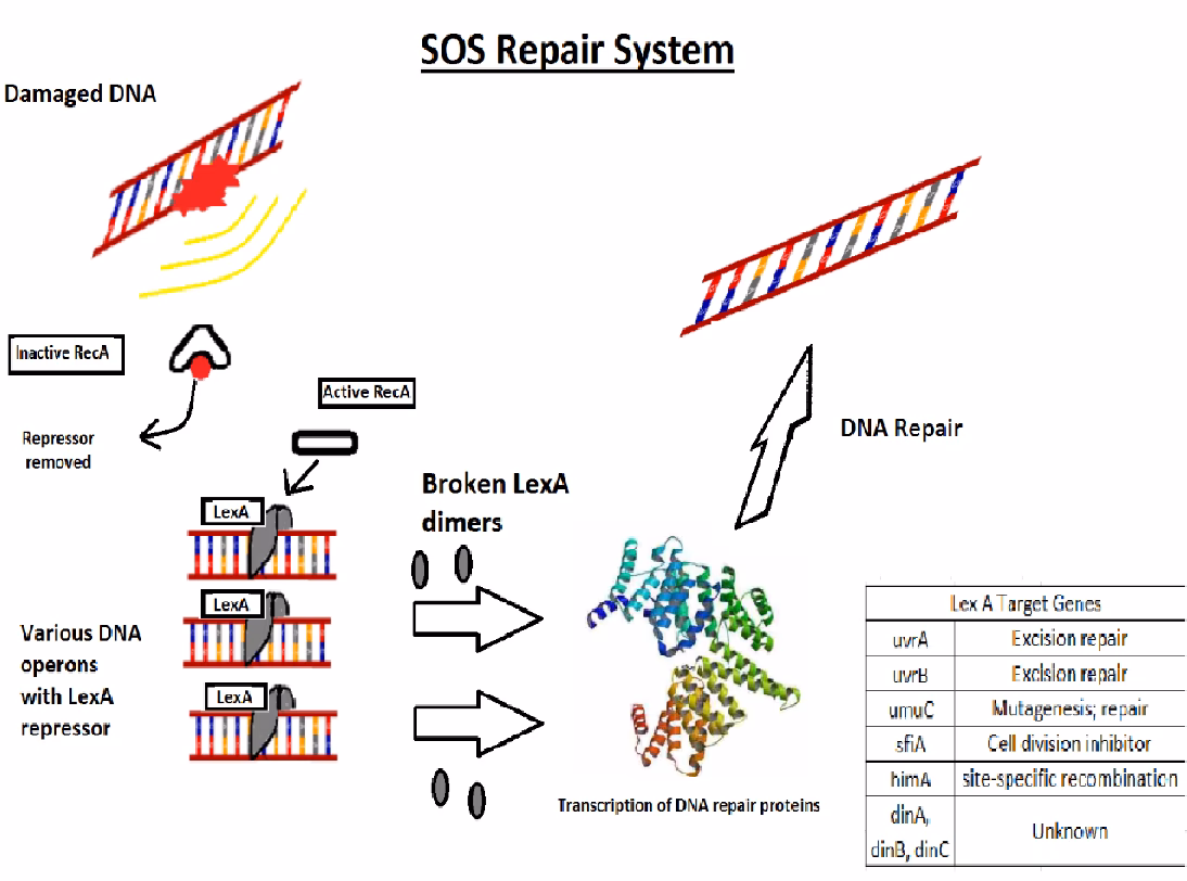 Can a LexA repressor-operator down-regulate gene expression in mouse cells?