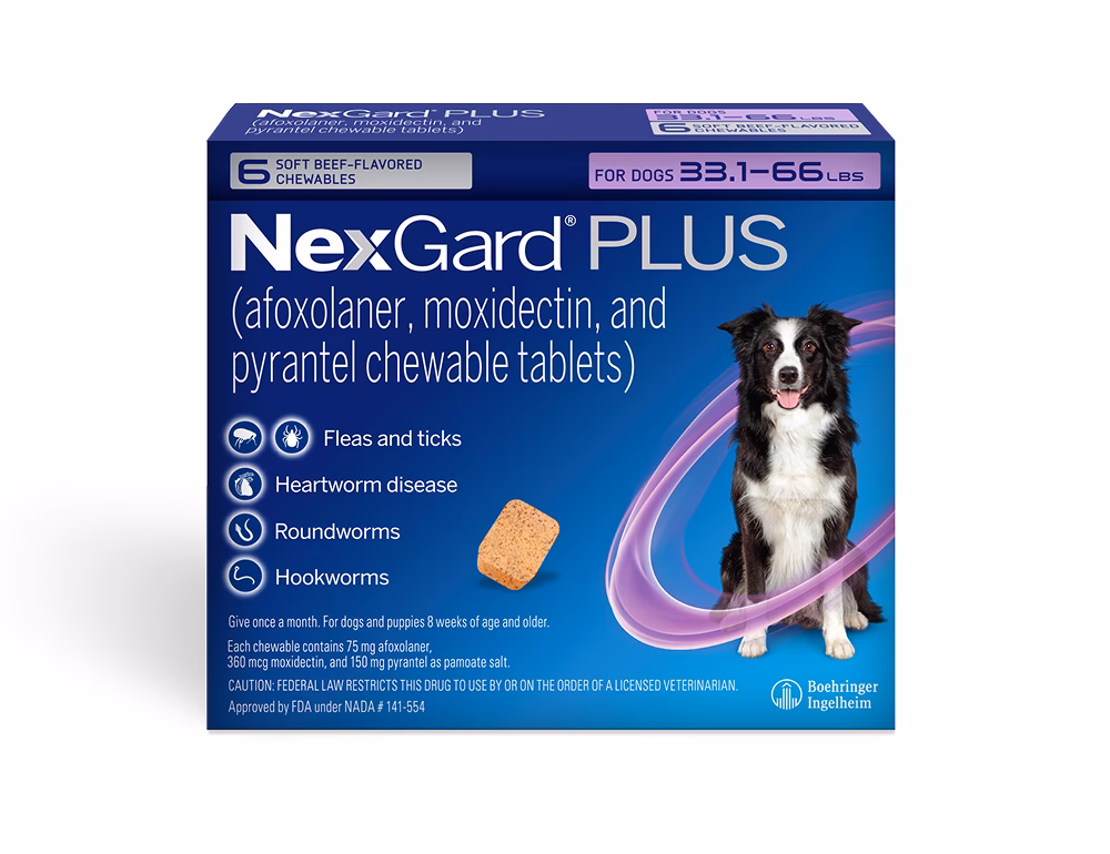 Where to study veterinary in France?