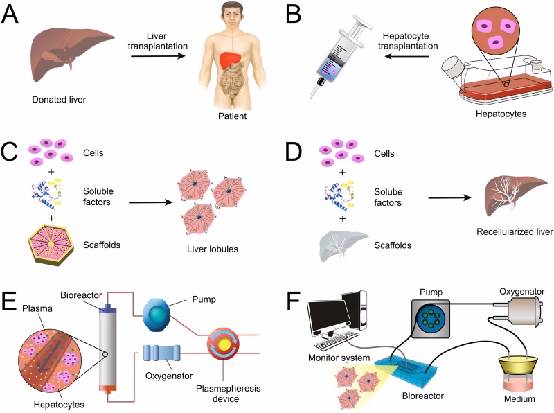 How can regenerative cells be improved in chronic liver disease?
