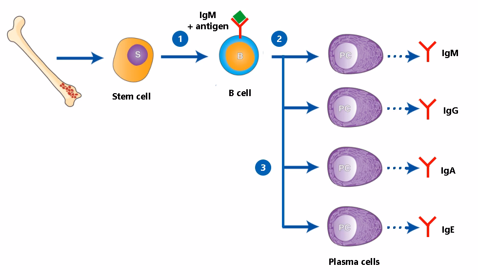 How common is hypergammaglobulinemia in patients with systemic lupus erythematosus?