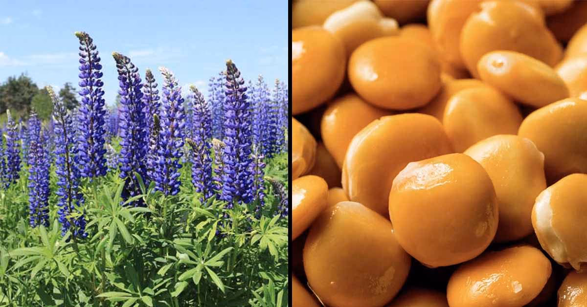 Can you eat Lupin if you have a food allergy?
