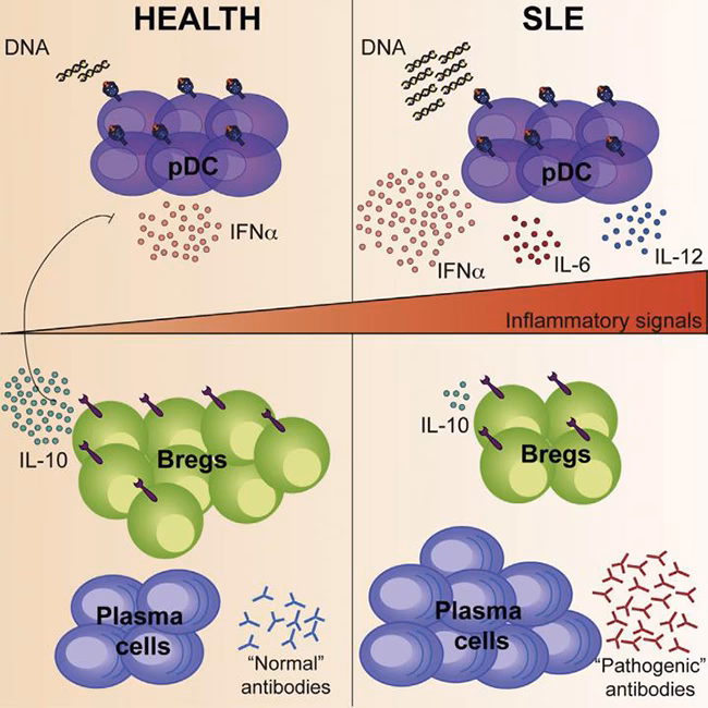 Do follicular B cells play a role in lupus?