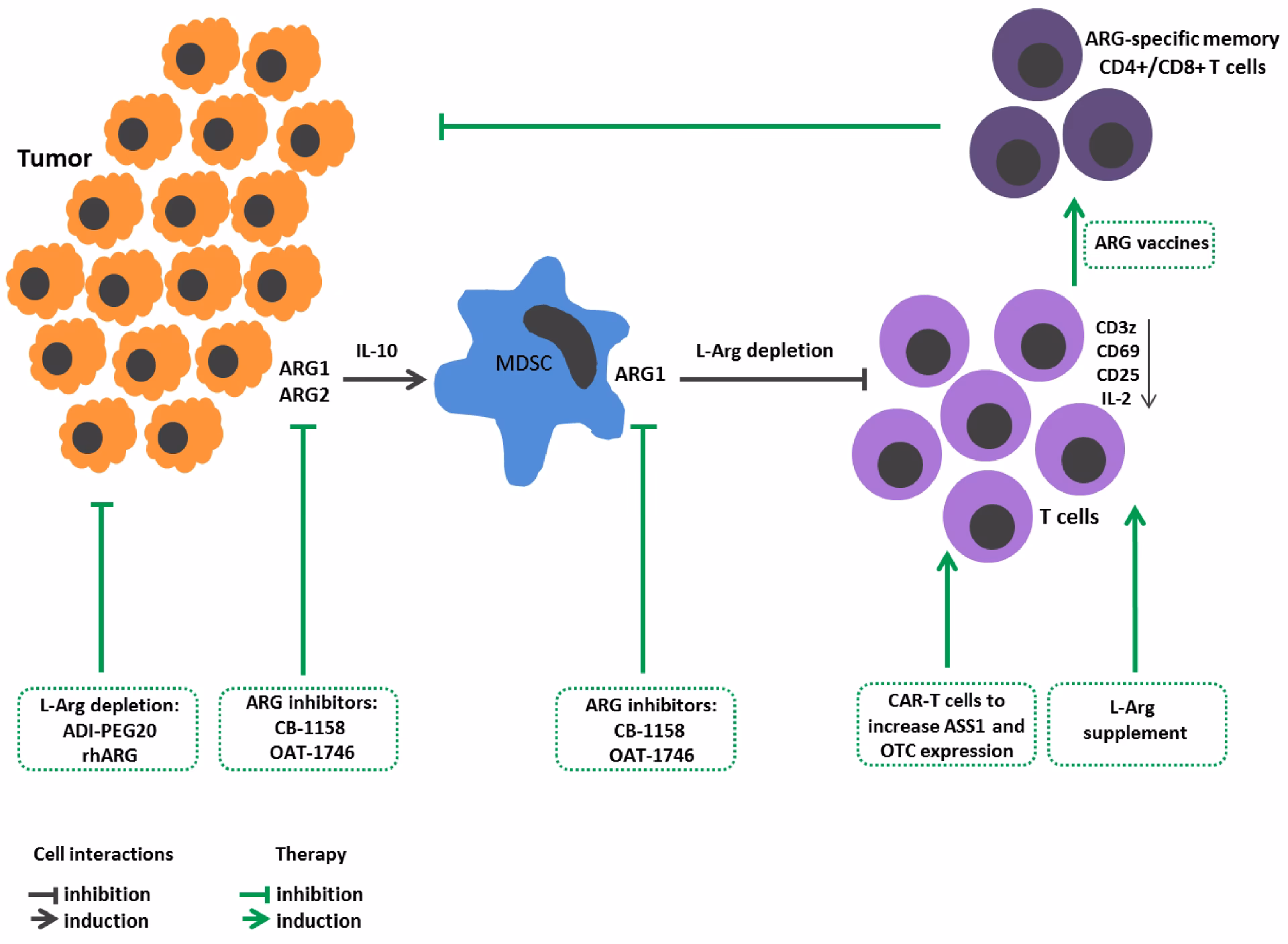 Does apigenin suppress lupus?