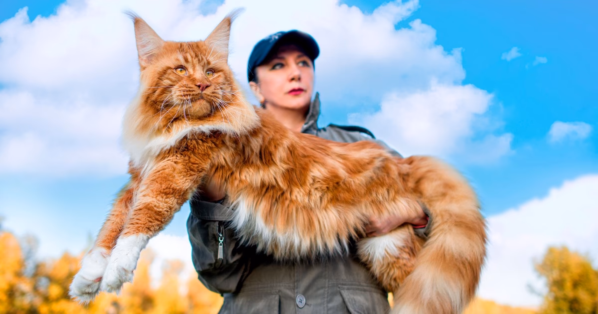 Can Maine Coons eat dry food?