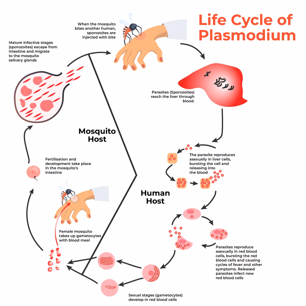 How many types of parasites are there in human malaria?