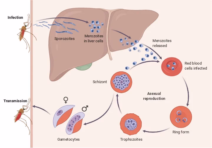 Can a stroke be cured in 5e?