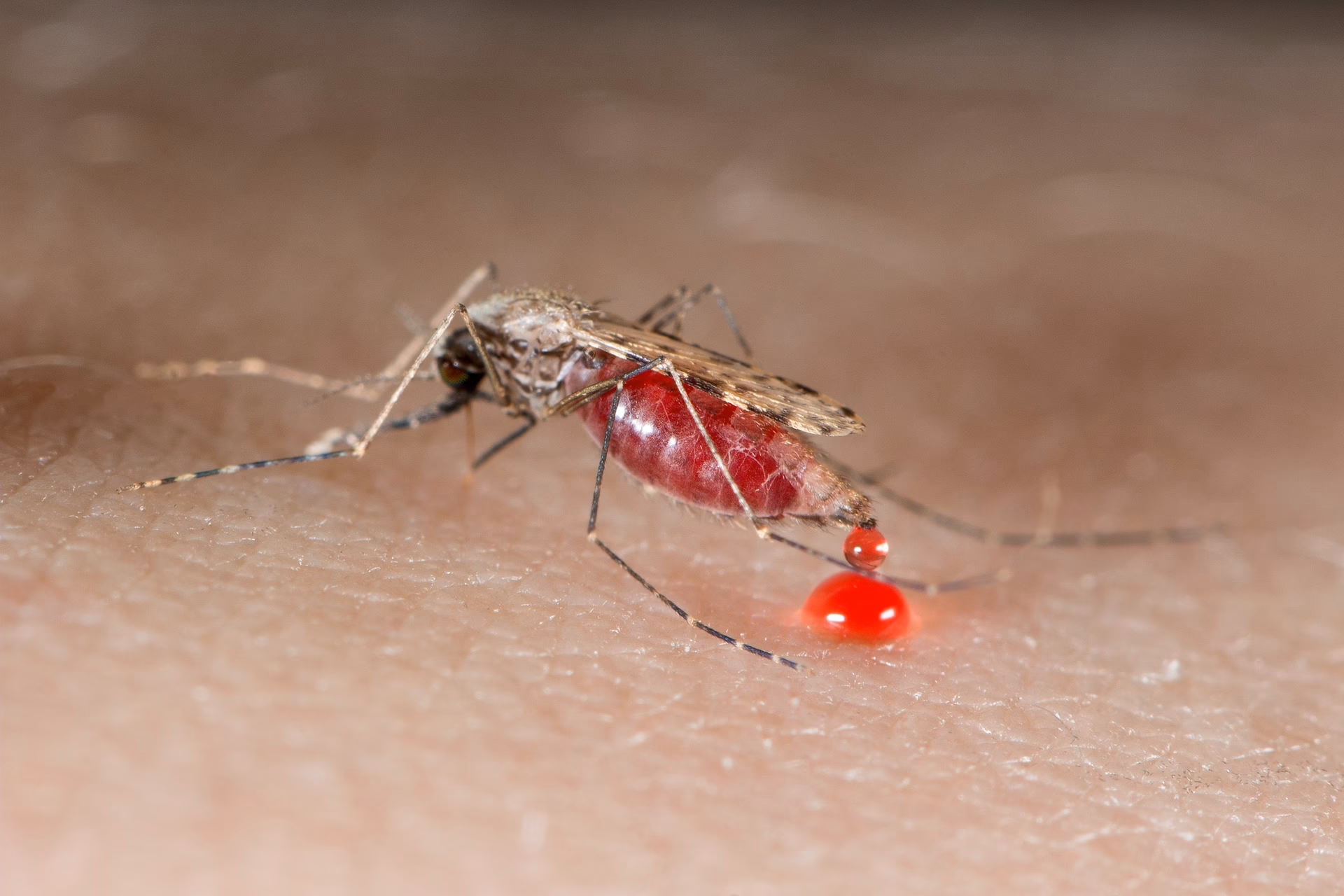 Comment savoir si on a la malaria ?