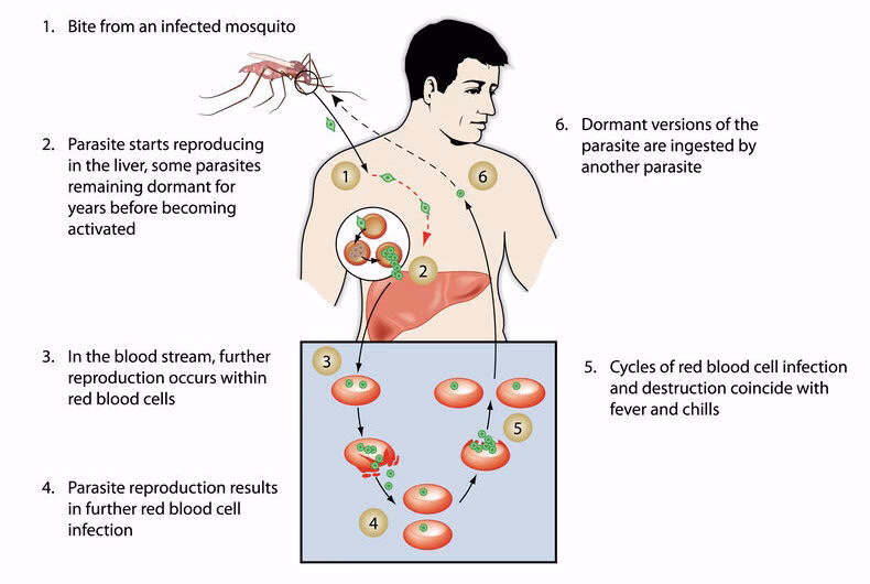 Quais são os sinais de alarme de paludismo ou malária?