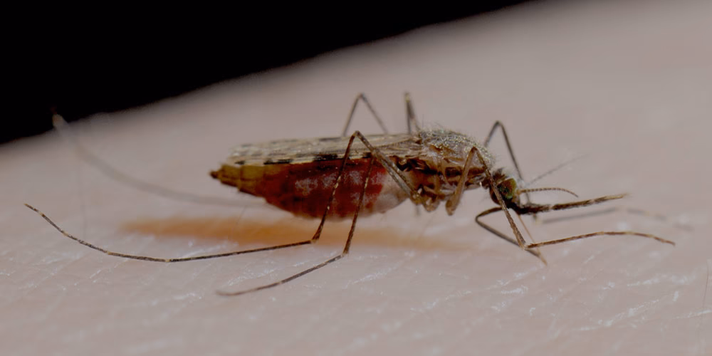 Quais mosquitos podem transmitir o paludismo aos humanos?