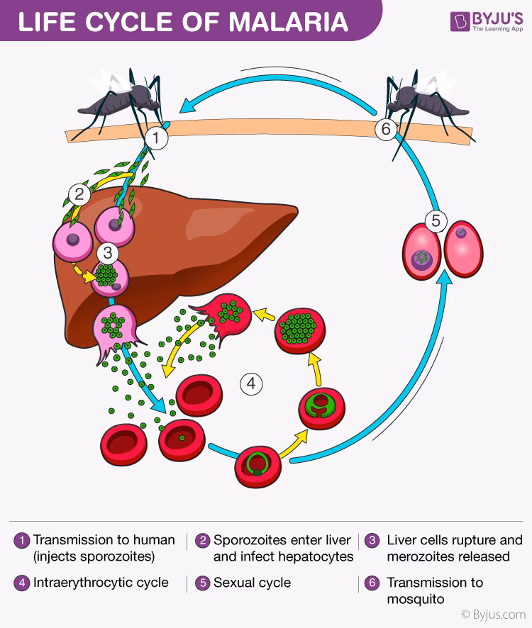 Where do malaria parasites reproduce?