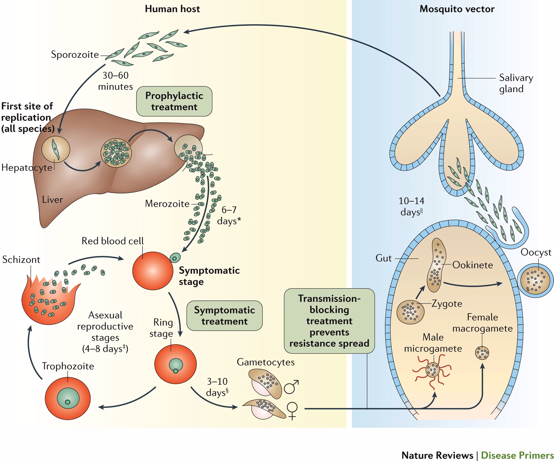 How many cases of malaria are there in the world?