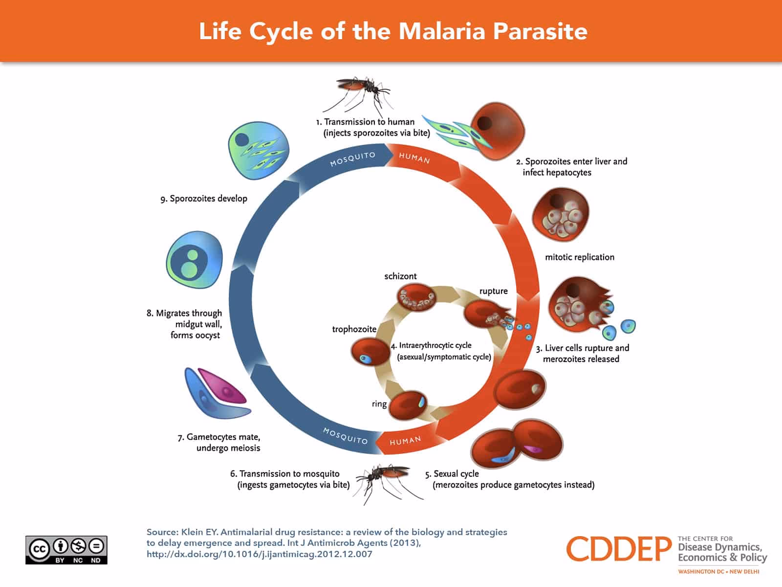 Which stage is responsible for the symptoms of malaria?