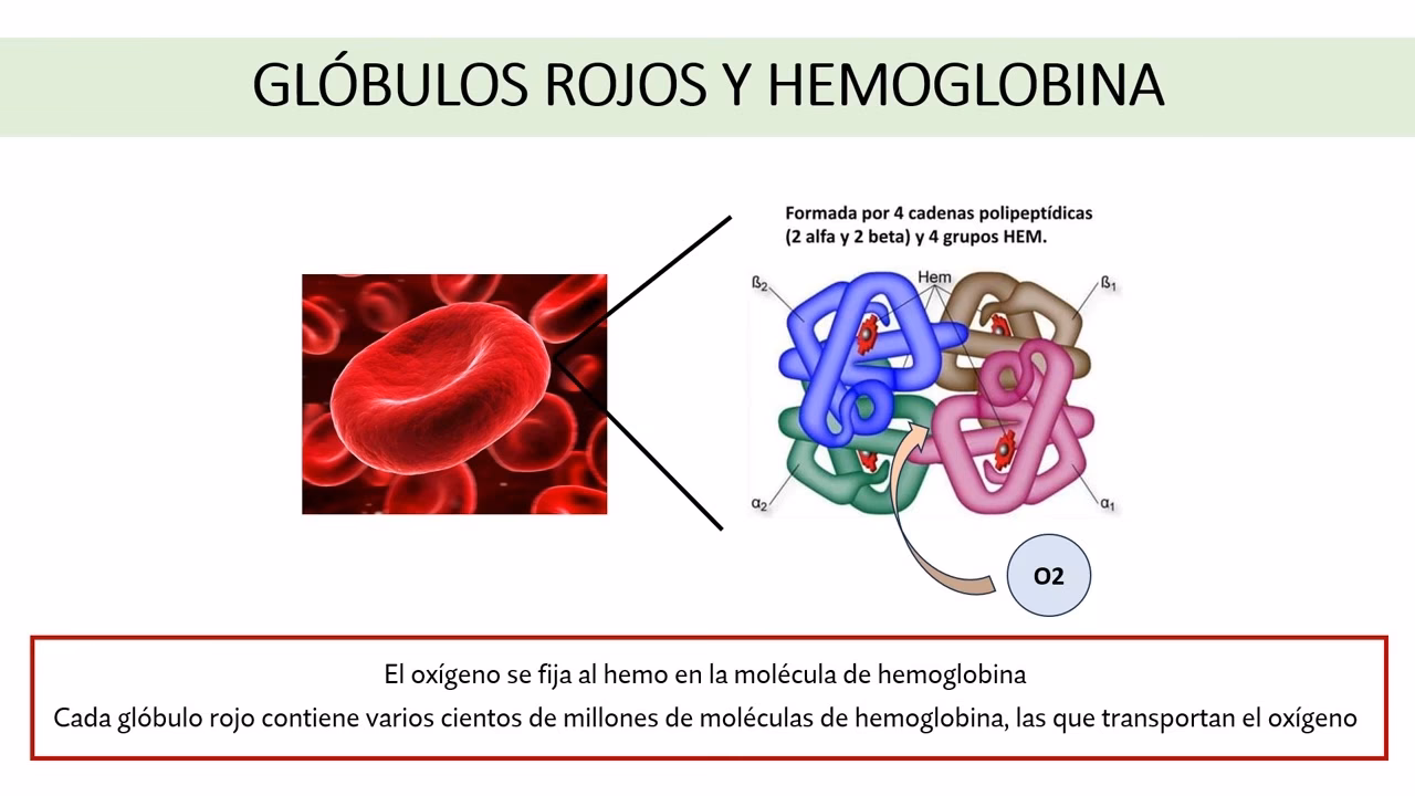 ¿Cuál es la diferencia entre la anemia falciforme y la malaria?