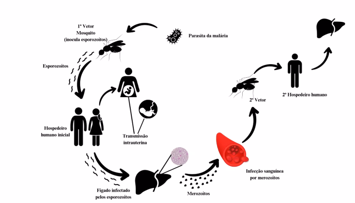 ¿Cuál es el objetivo de la terapia génica en la anemia falciforme?
