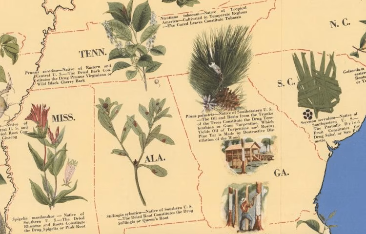 What are medicinal and Aromatic Plants (MAPs)?