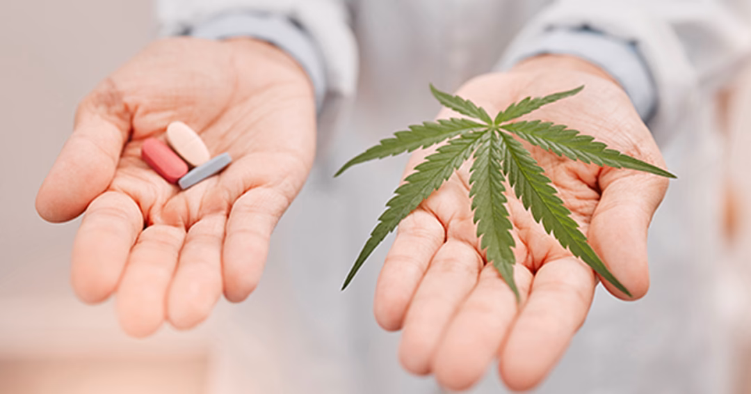 Can cannabis be used in primary and palliative care of cancer?