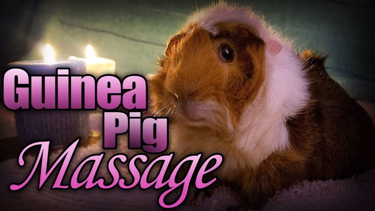 Can guinea pigs be used as diagnostic instruments?
