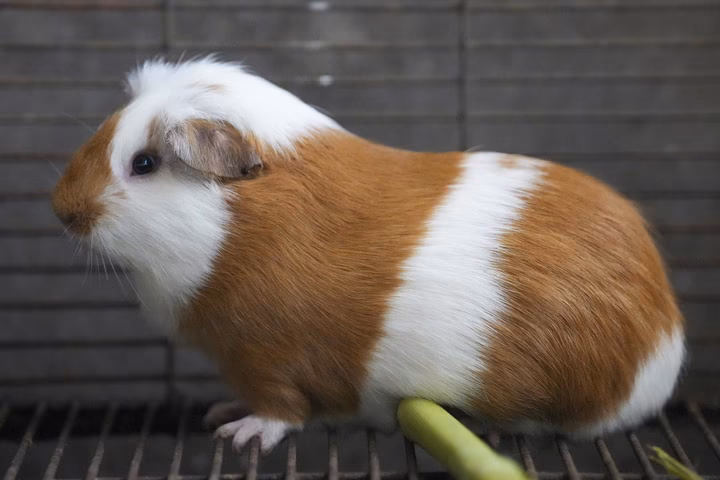 Can guinea pigs be used as diagnostic instruments?