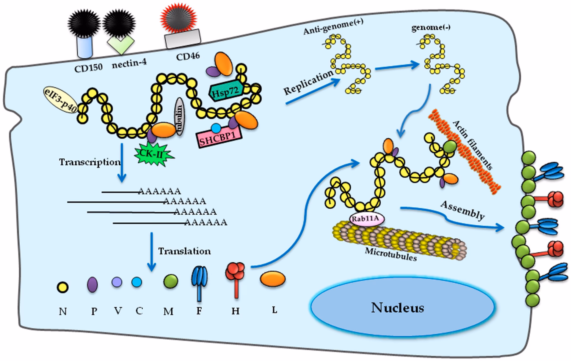 What percentage of N gene sequences are similar to S191?