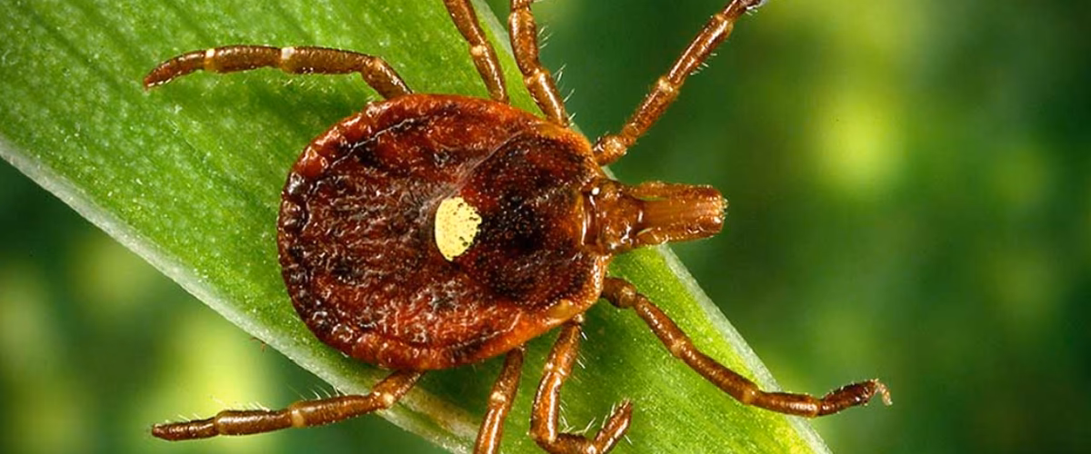 What is red meat allergy & tick-bite allergy?