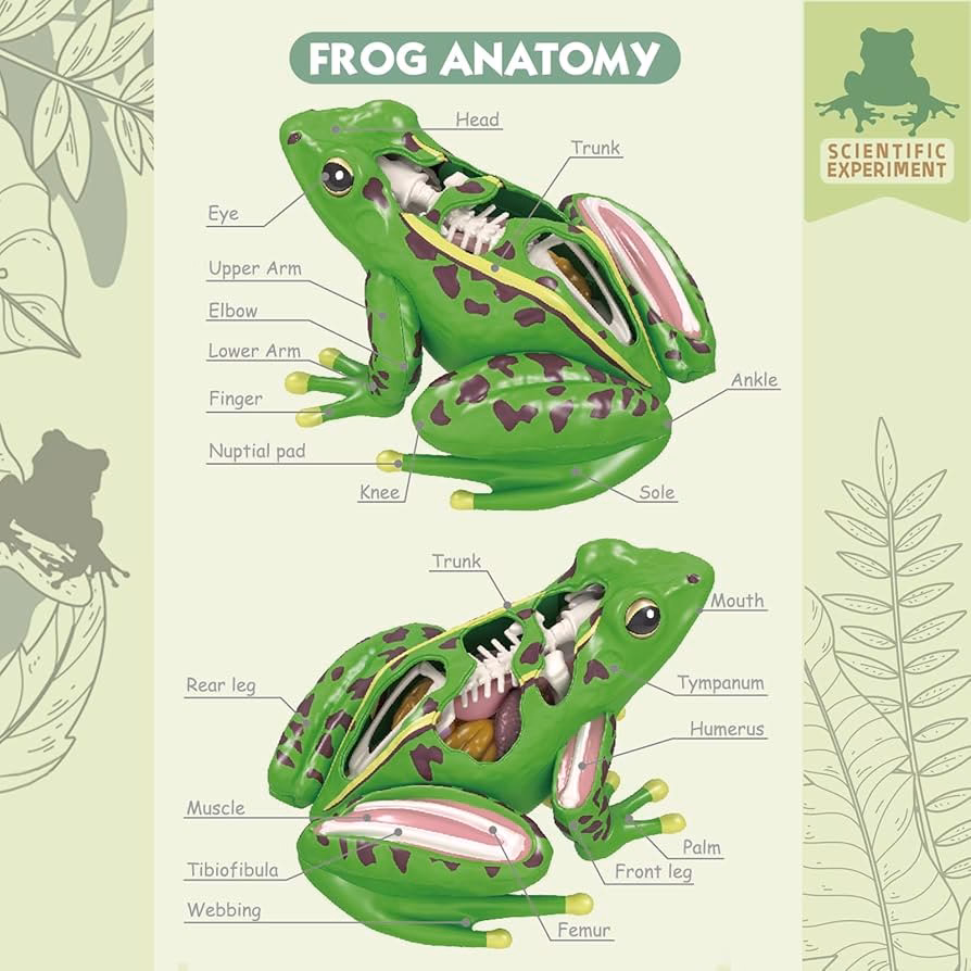 What is the meaning of frog medicine?