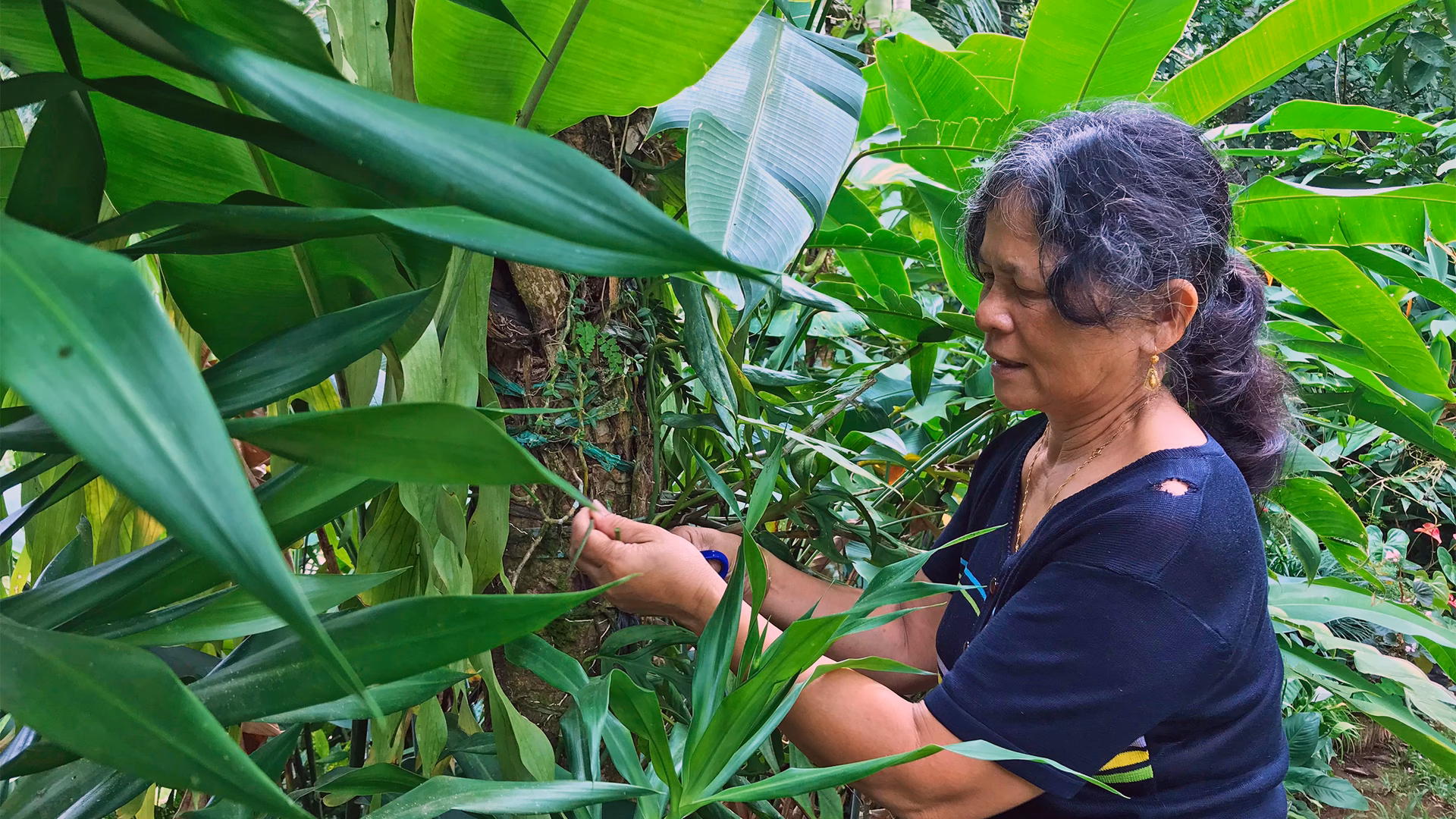 Are there any medicinal plants in the Philippines?