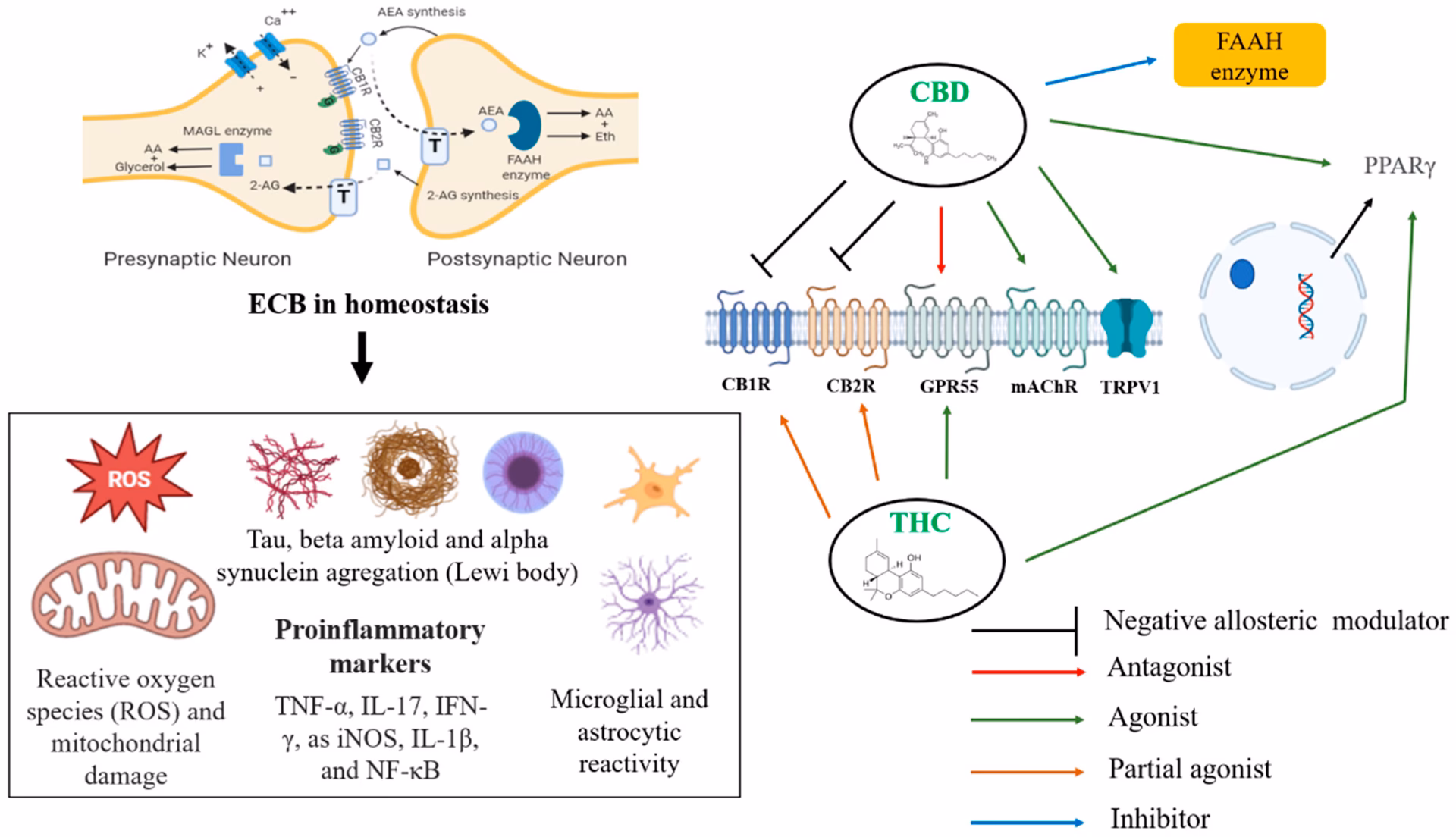 Are cannabinoid-based PD therapies possible?
