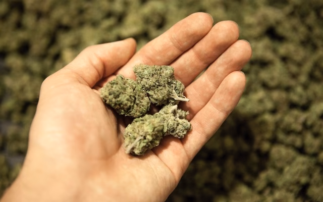 What are ASX cannabis stocks?