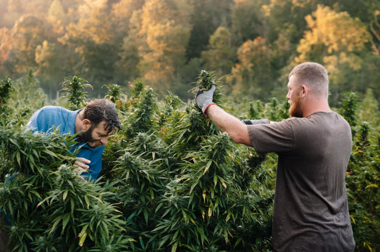 Does sun light greens sell medical cannabis?